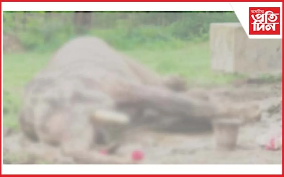 এছিয়াৰ ভিতৰতে বৰ্ষীয়ান ঘৰচীয়া হাতী বিজুলী প্ৰসাদ আৰু নাই...