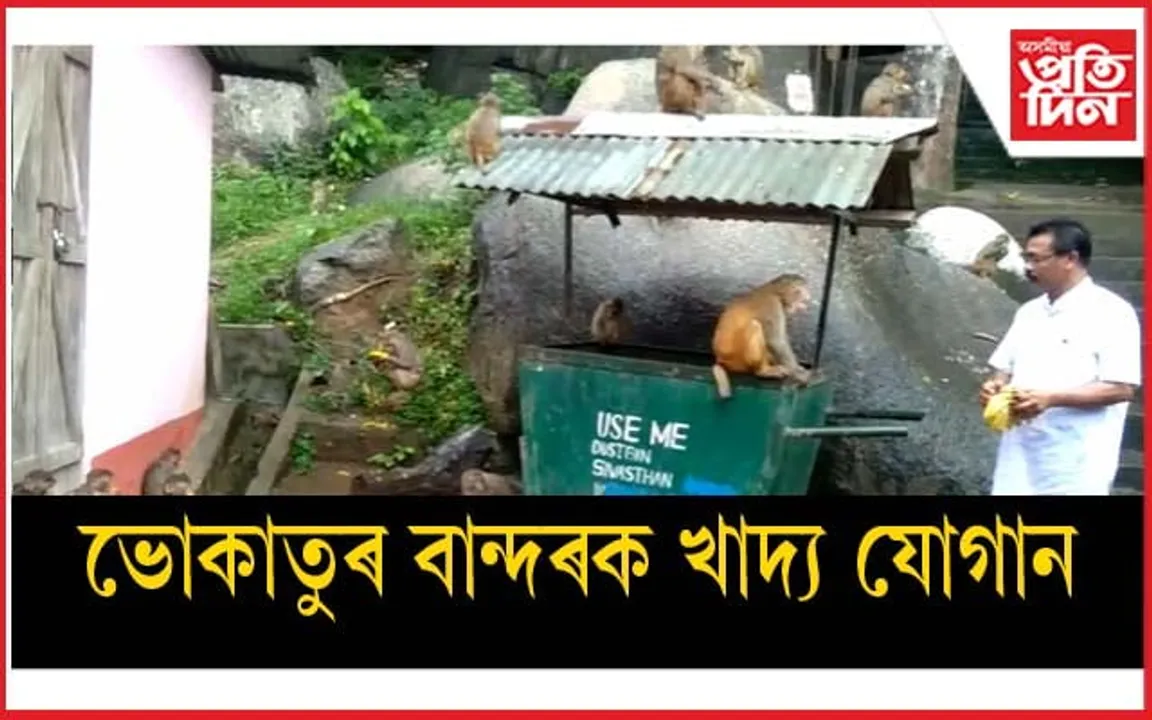 ভোকাতুৰ বান্দৰক খাদ্য যোগান কচুৱা তিনিআলি পৰিবহণ শ্ৰমিক সন্থাৰ...