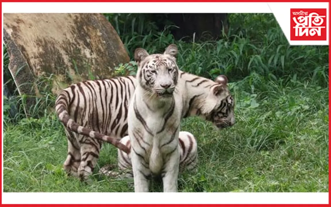 ৰাষ্ট্ৰীয় চিৰিয়াখানাত যমজ চিতাৰ প্ৰথম সংখ্যক জন্মদিন উদযাপন