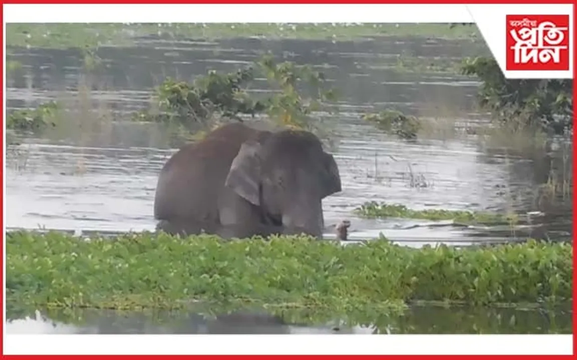 ভদীয়া বানত প্লাৱিত কাজিৰঙা ৰাষ্ট্ৰীয় উদ্যান 