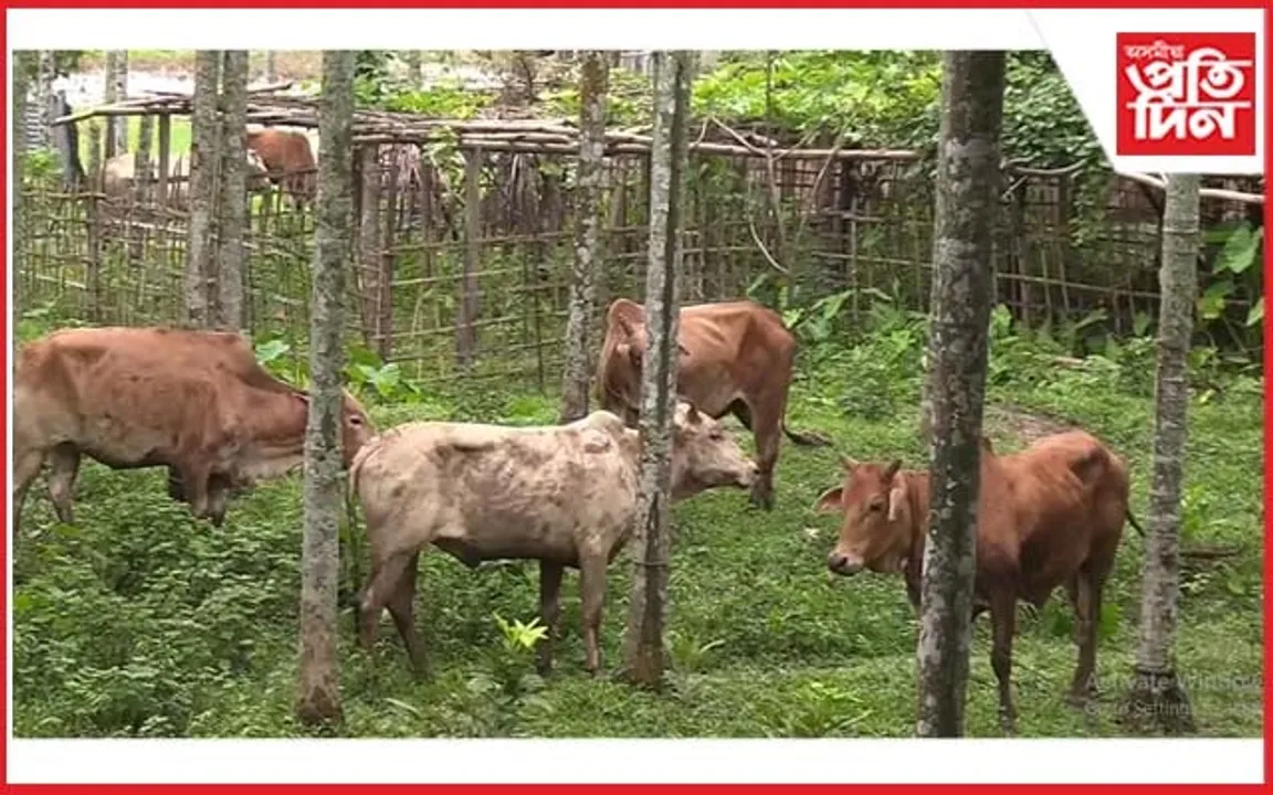 আৰক্ষীৰ নিৰ্লিপ্ততাৰ সুযোগত কাজিৰঙাত গৰু চুৰি চক্ৰৰ উপদ্ৰৱ...