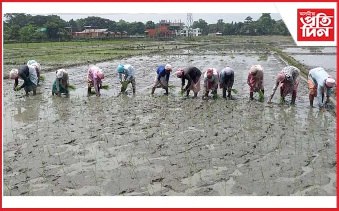 ৰজা মায়ঙৰ ৫০ বিঘা শালিধানৰ খেতি বন্যপ্ৰাণীৰ পৰা ৰক্ষা কৰিবলৈ ব্যৱস্থা 