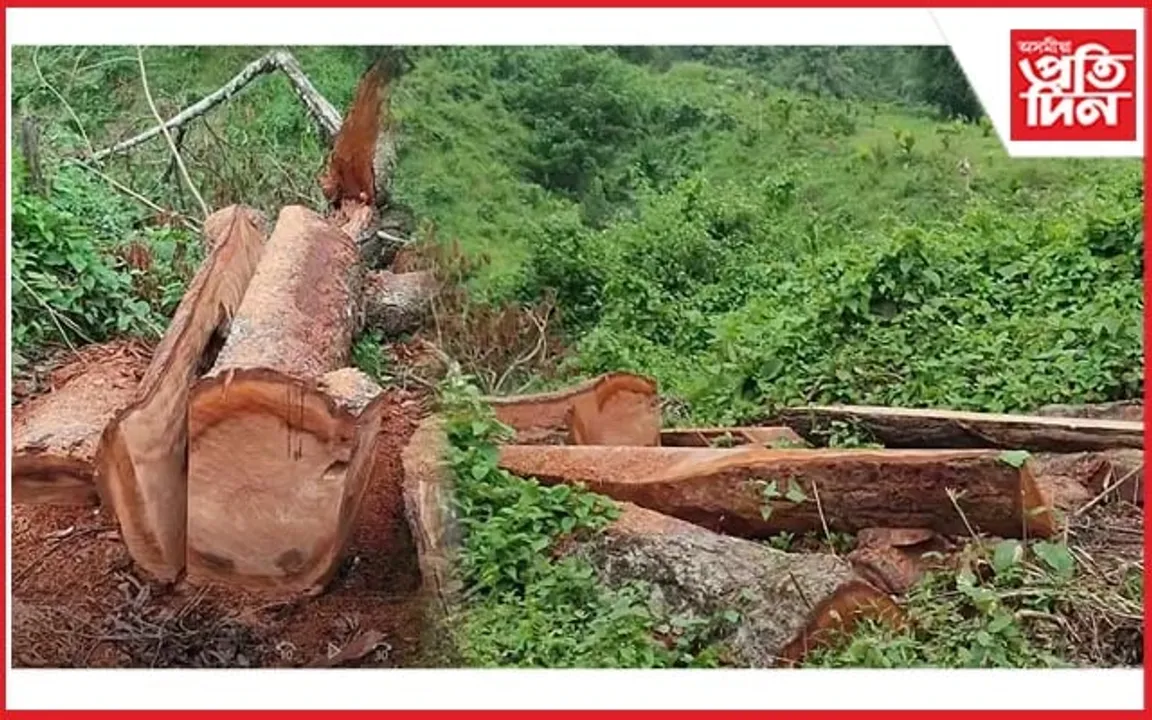 এফালে গছ পুলি ৰোপণৰ অভিলেষৰ প্ৰস্তুতি আনফালে বন ধ্বংসৰ প্ৰতিযোগিতা...