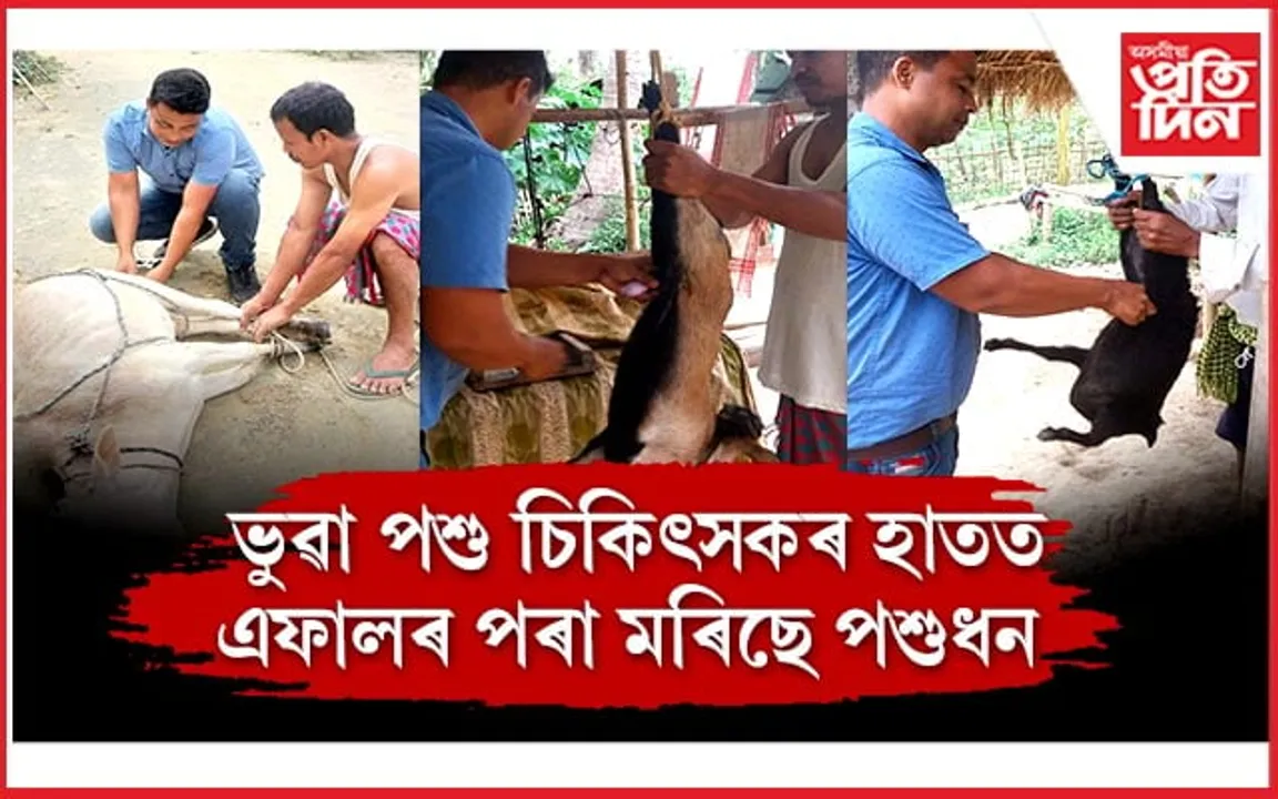 স্বয়ম্ভু পশু চিকিৎসকৰ কাণ্ডঃ কেচি-কটাৰী লৈ কৰি গৈছে পশুধনৰ অস্ত্ৰোপ্ৰচাৰ, বন্ধ্যাকৰণ...