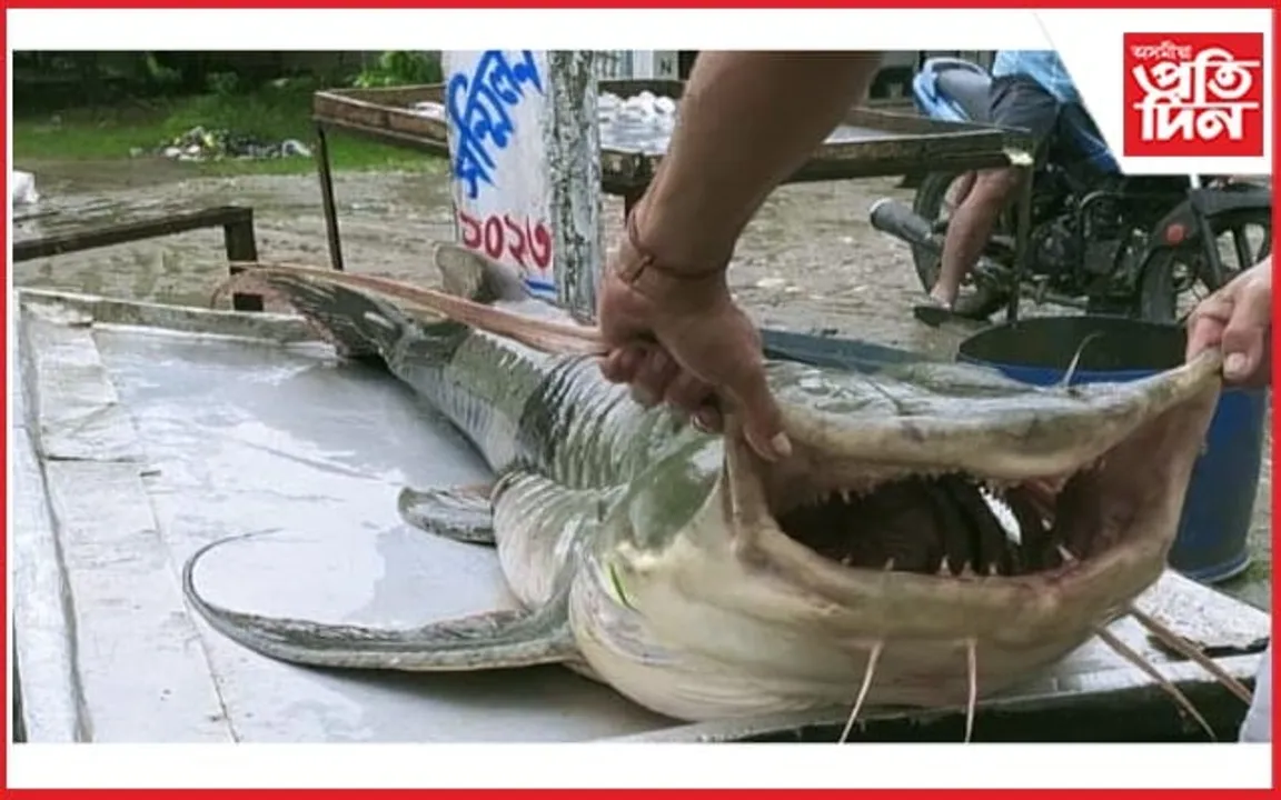 চাৰিকড়ীয়াৰ বুকুত উদ্ধাৰ ৬২ কেজিৰ গৰুৱা মাছ