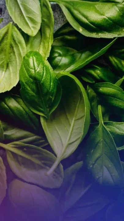 তুলসী পাতৰ ঔষধি গুণ