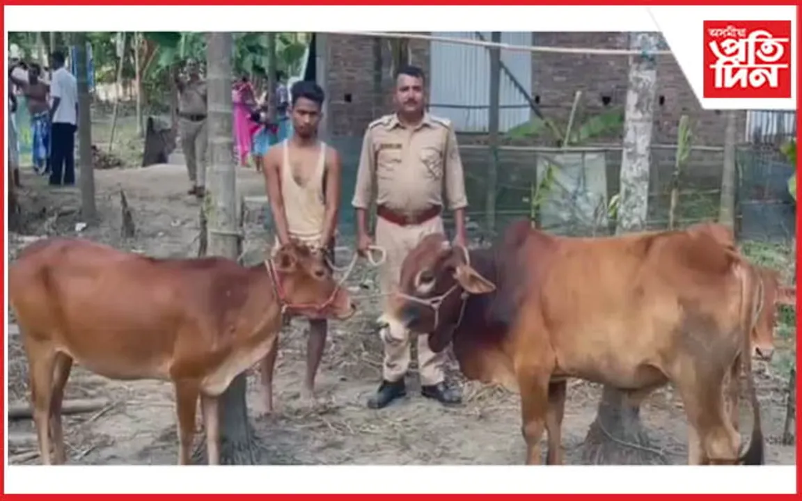 নগাঁৱত গৰু চোৰ আটক