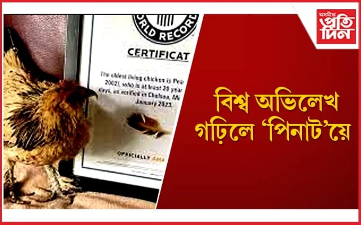 পৃথিৱীৰ আটাইতকৈ বয়সীয়াল মুৰ্গীজনীৰ বিষয়ে জানেনে ?