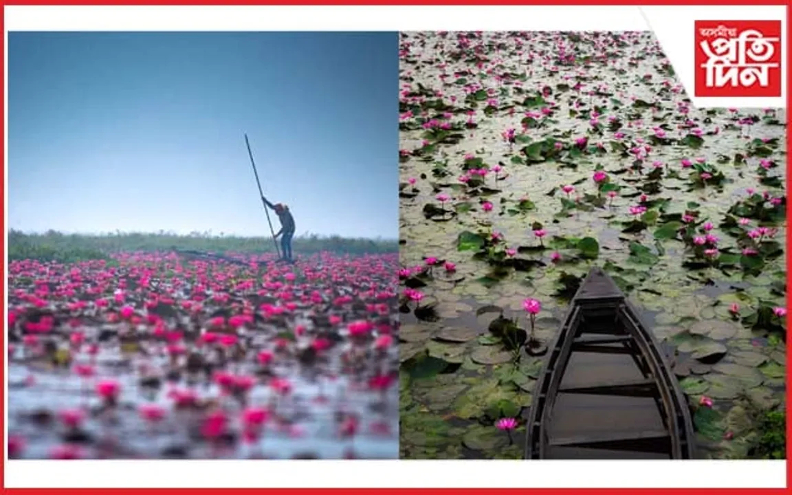 শীঘ্ৰে সংৰক্ষিত অভয়াৰণ্য ঘোষণা হ'ব গোলাপী স্বৰ্গলৈ পৰিণত হোৱা উৰ্পদ বিল