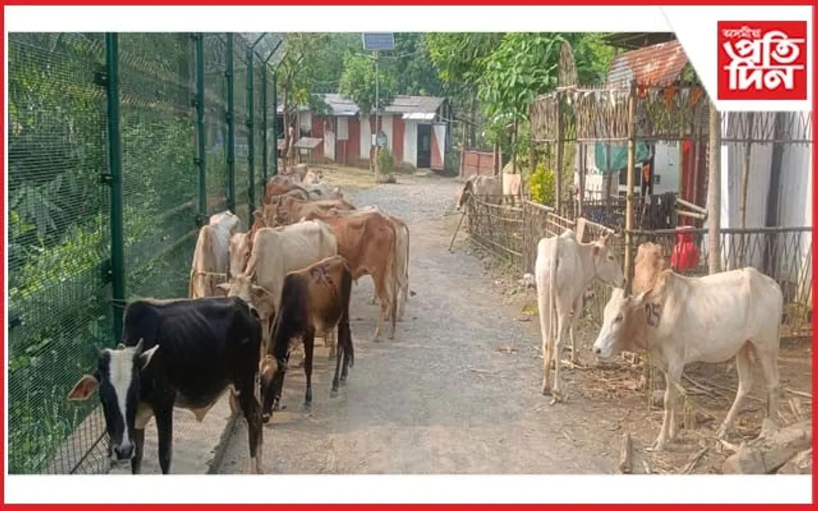 মেঘালয়ৰ আন্তঃৰাষ্ট্ৰীয় সীমান্তত ৫৬টা গৰু জব্দ