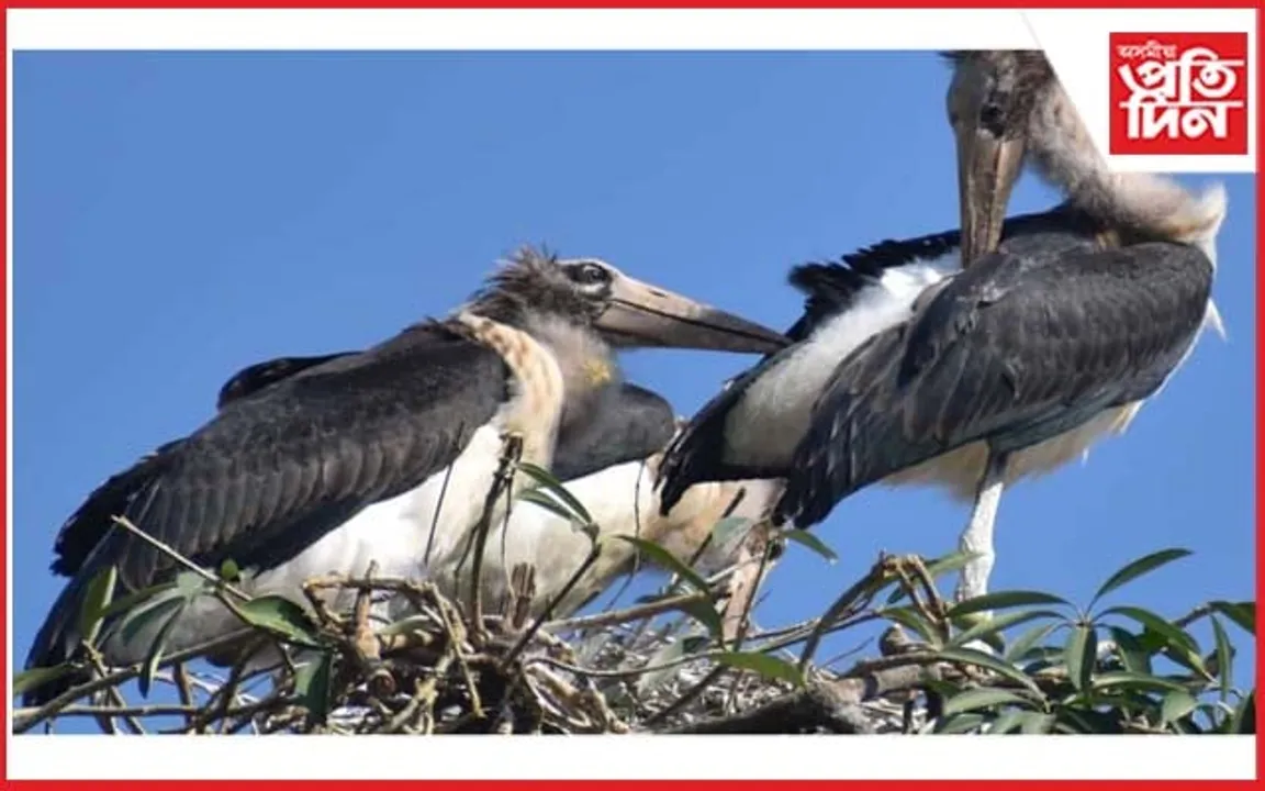 বিশ্বনাথত দুষ্প্রাপ্য বৰটোকোলা চৰাইৰ বাসস্থলী ধ্বংস