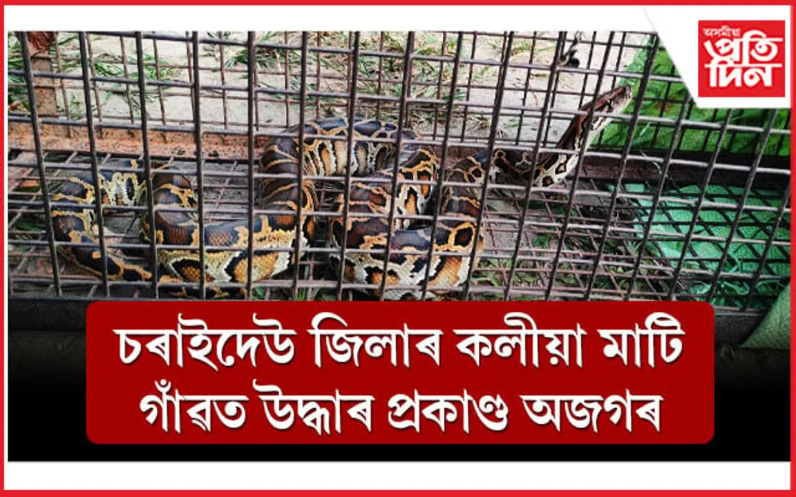 চৰাইদেউ কলীয়ামাটি প্ৰকাণ্ড অজগৰ উদ্ধাৰ....