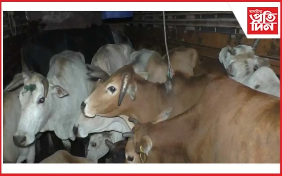 মঙলদৈত গৰু ভৰ্ত্তি বাহন উদ্ধাৰ