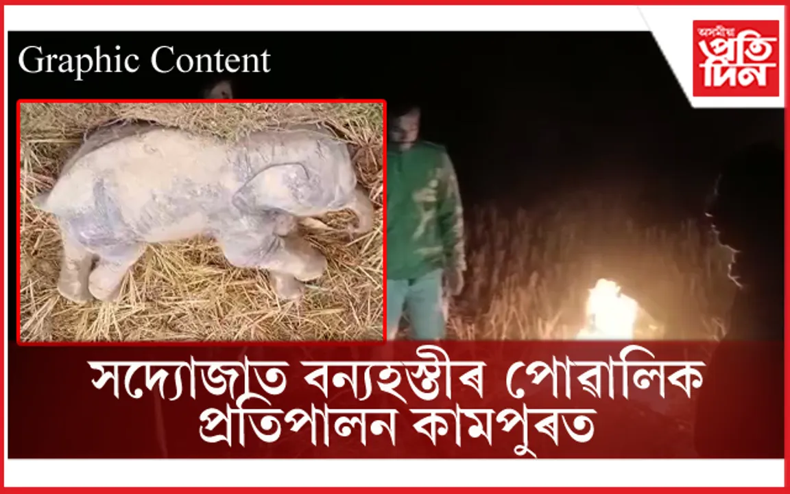 বন্যহস্তীৰ উপদ্ৰৱক পাহৰি সদ্যোজাত হাতী পোৱালি প্ৰতিপালনত ব্যস্ত পালেঙতলিবাসী...