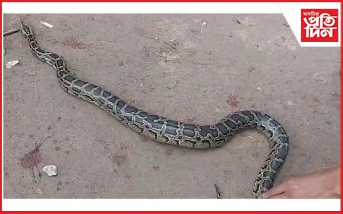 কঠিয়াতলীত ৭ ফুট দৈৰ্ঘ্যৰ অজগৰ উদ্ধাৰ
