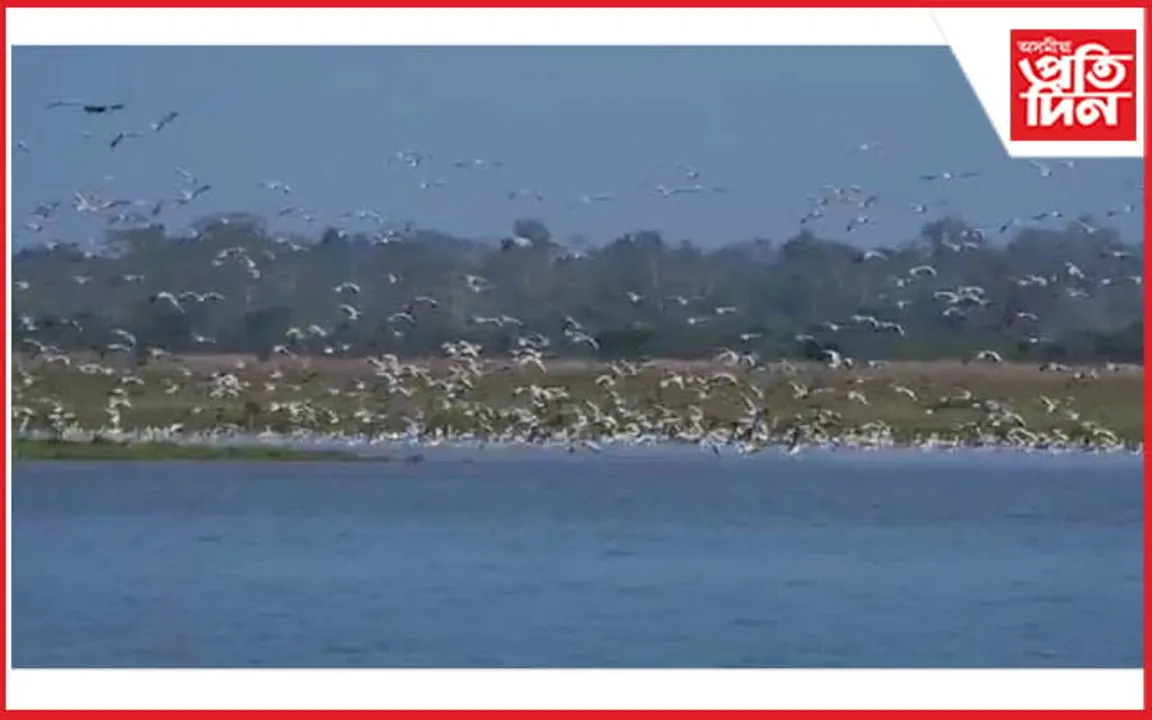 আজিৰে পৰা কাজিৰঙাত হ'ব স্থায়ী আৰু জলচৰ পক্ষী গণনা...