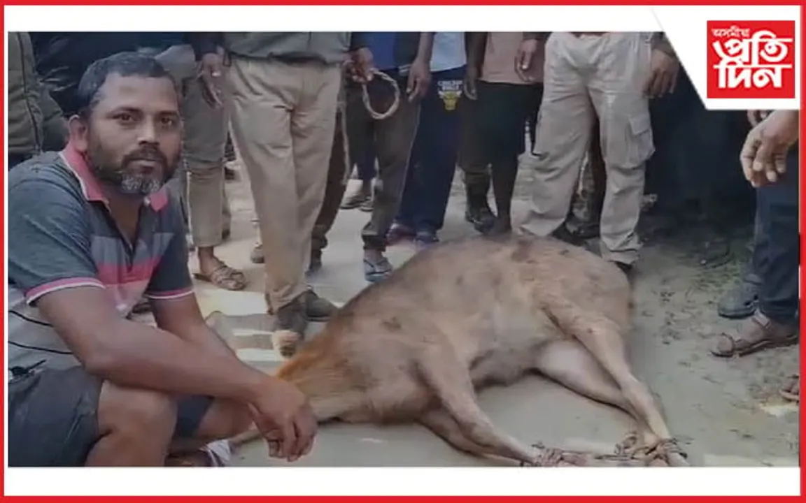 বিহপুৰীয়াত হৰিণা উদ্ধাৰ...