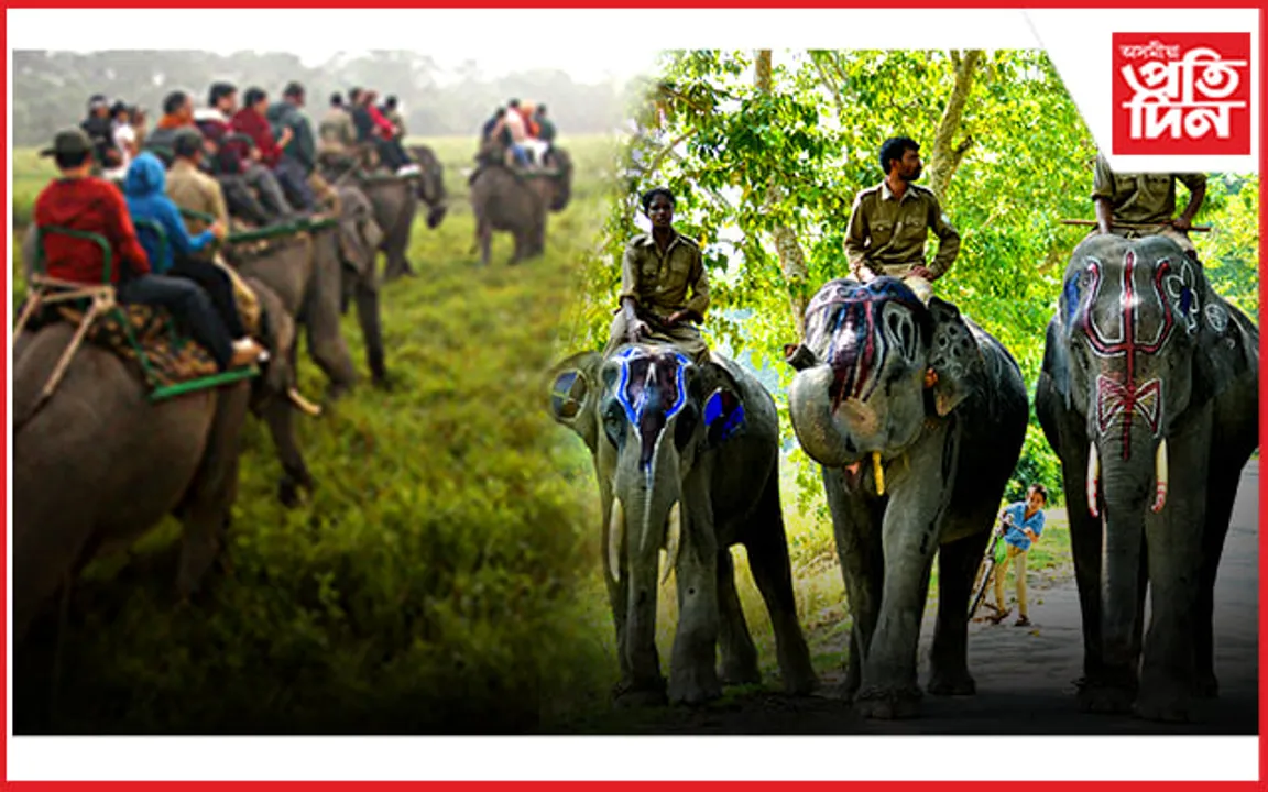 কাজিৰঙাৰ হস্তীবাহিনীঃ হাতী, মাউত আৰু ঘাঁচি