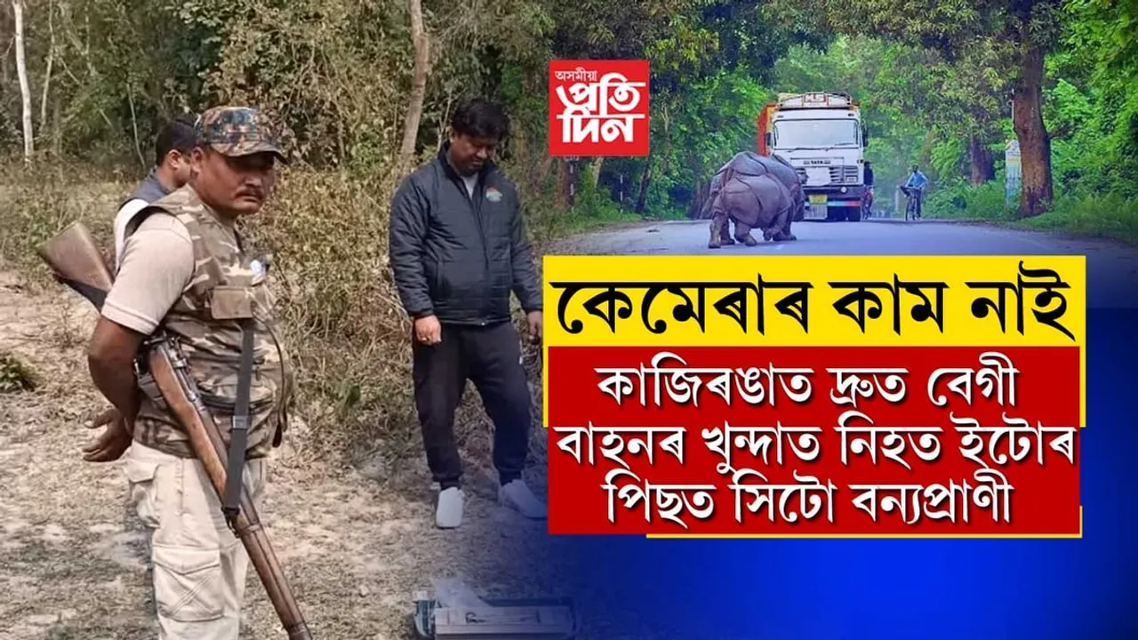 কাজিৰঙাত দ্ৰুতবেগী বাহনৰ খুন্দাত প্ৰতিদিনাই নিহত বন্যপ্ৰাণী...