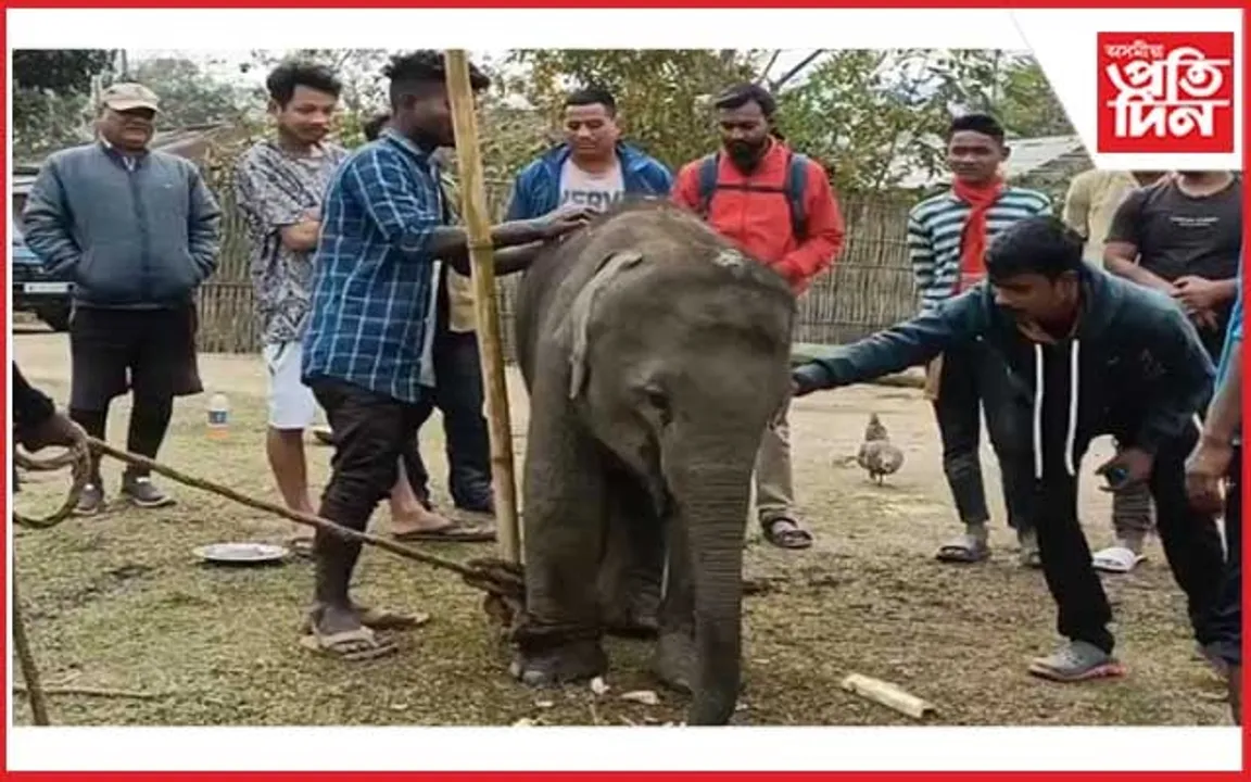কাজিৰঙাত বাঘৰ আক্ৰমণত আহত হাতী পোৱালী