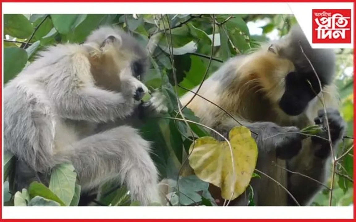 আজি বিশ্ব বন্যপ্ৰাণী দিৱসঃ পুৱাই কাজিৰঙাত নয়নাভিৰাম দৃশ্য..