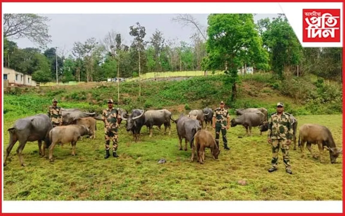 কৰিমগঞ্জত চোৰাং ম'হ জব্দ বিএছএফৰ
