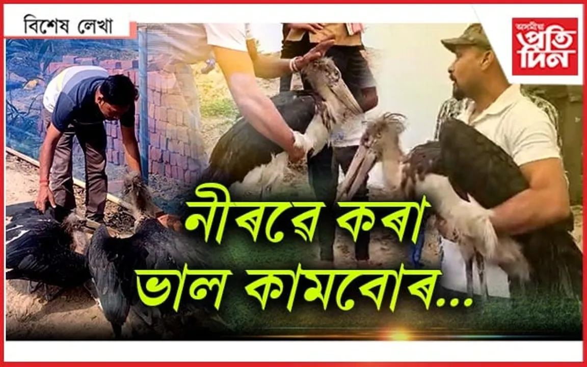 দুটা নিঠৰুৱা বৰটোকোলা পোৱালিৰ কাহিনী