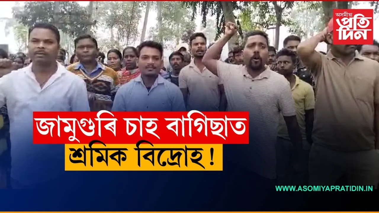 গোলাঘাটৰ জামুগুৰি চাহ বাগিছাত শ্ৰমিক বিদ্ৰোহ! 