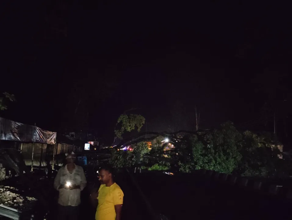 ঘিলামৰাত বৰদৈচিলা! উভালি পৰিল গছ...