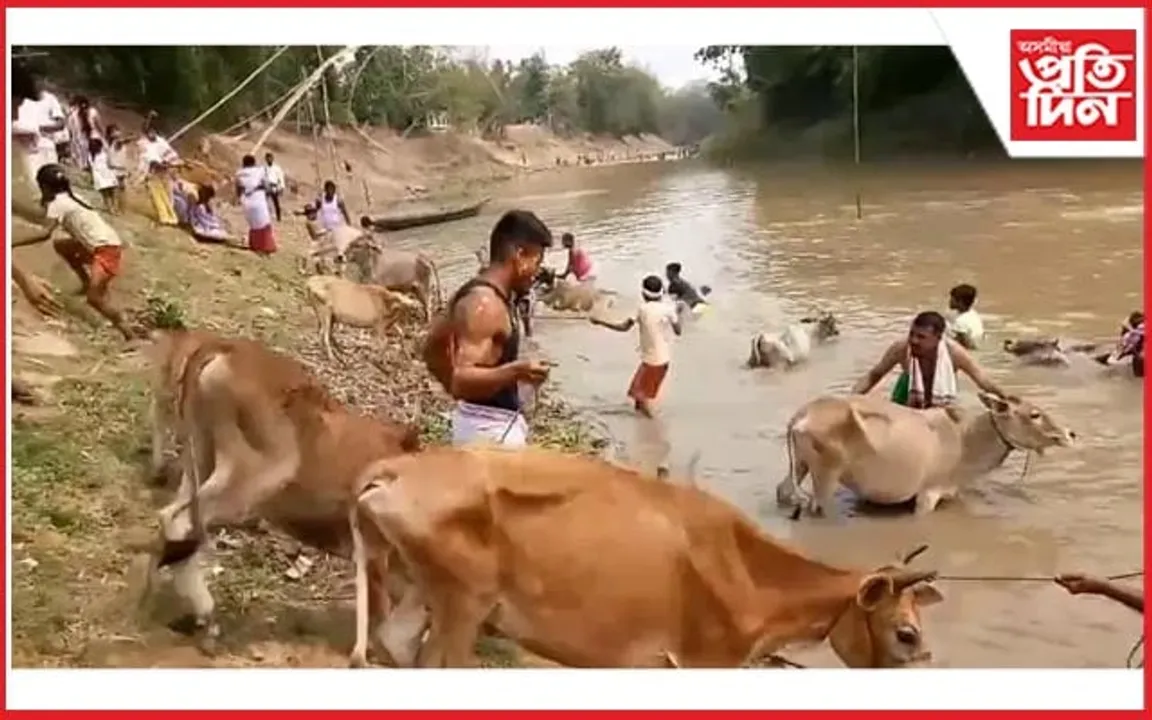 আজি গৰু বিহু...