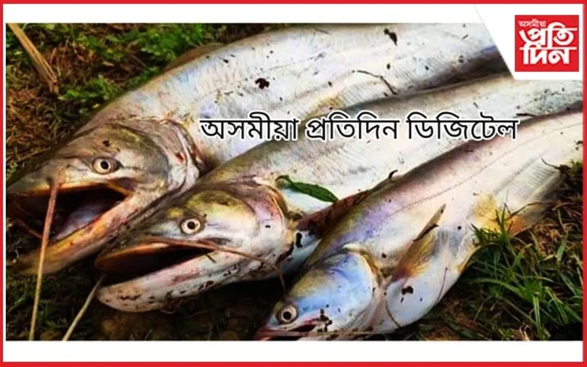 ঘিলামৰাত থলুৱা মাছৰ উজান ধৰাত ব্যস্ত মৎস্যলোভী...