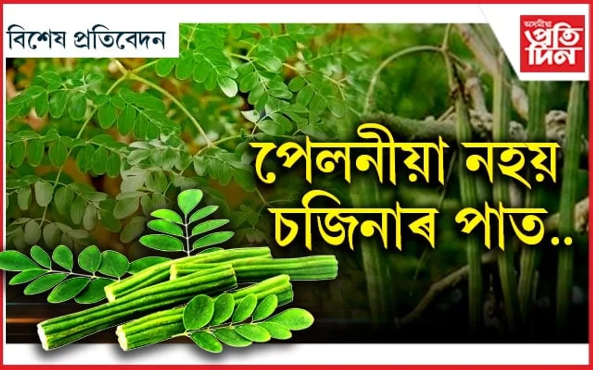 এলাগী নহয় চজিনা পাতঃ মহিলাৰ বাবে মহৌষধ