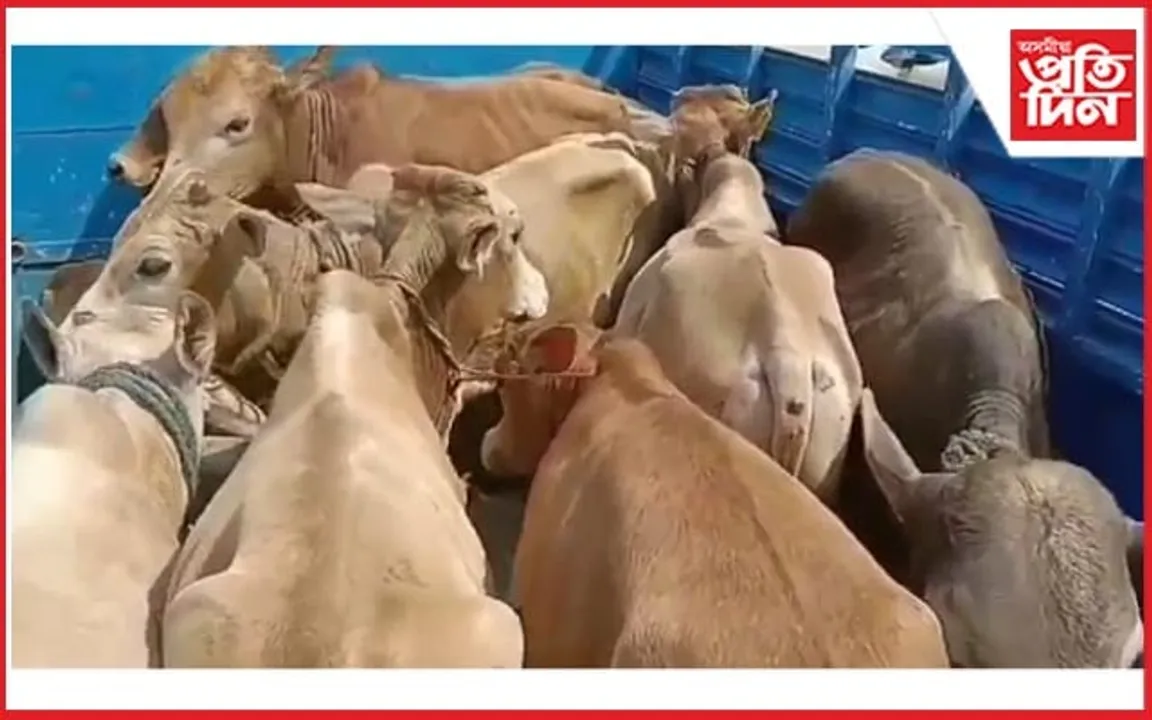 লংকাত  ১০ খন গৰু ভৰ্তি বাহন জব্দঃ আটক ৮ জন চালক
