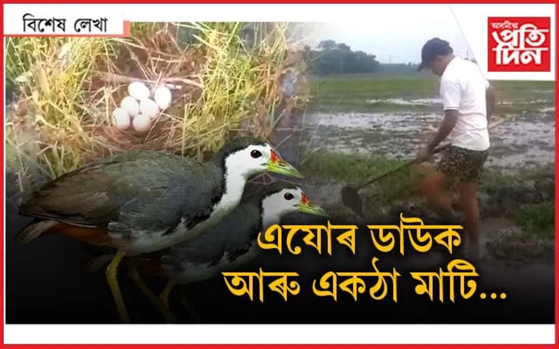 লাগিলে খেতিয়েই নকৰো, ডাউকৰ সংসাৰ নাভাঙো...