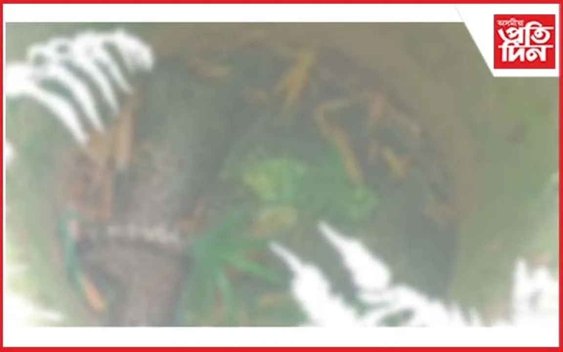 লাহোৱালত বাগানৰ নাদত পৰি মৃত্যু দুটা নাহৰফুটুকীৰ