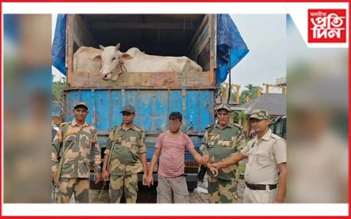 কাছাৰত ১৮ টা বাৰ্মিজ গৰুসহ ৪ টা ম'হ জব্দ