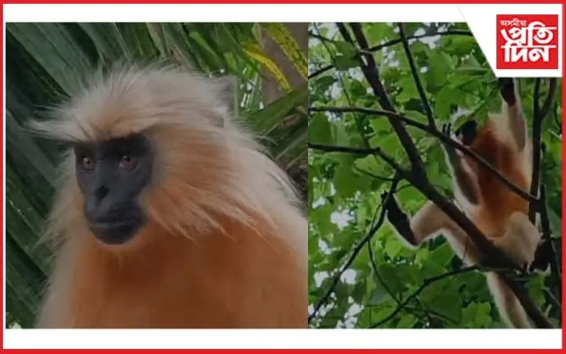 কোকৰাঝাৰৰ জনাঞ্চললৈ ওলাই আহিছে দুষ্পাপ্য সোণালী বান্দৰ
