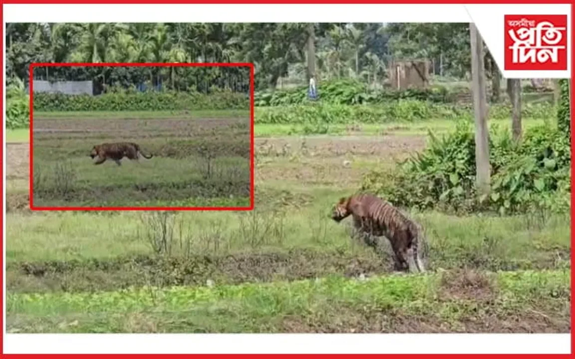 বান বিভীষিকাৰ মাজতে ৰাজ্যত বাঘৰ আতংক...
