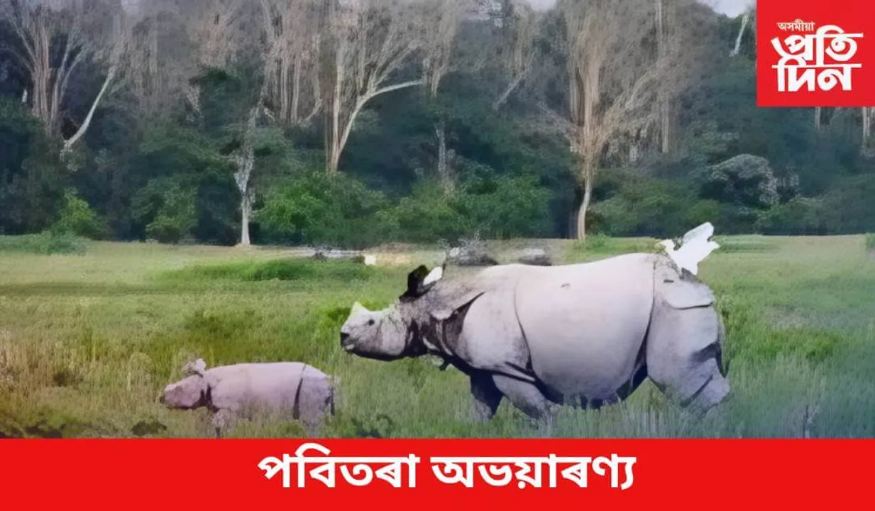 Pobitora Wildlife Sanctuary : পবিতৰা অভয়াৰণ্য 