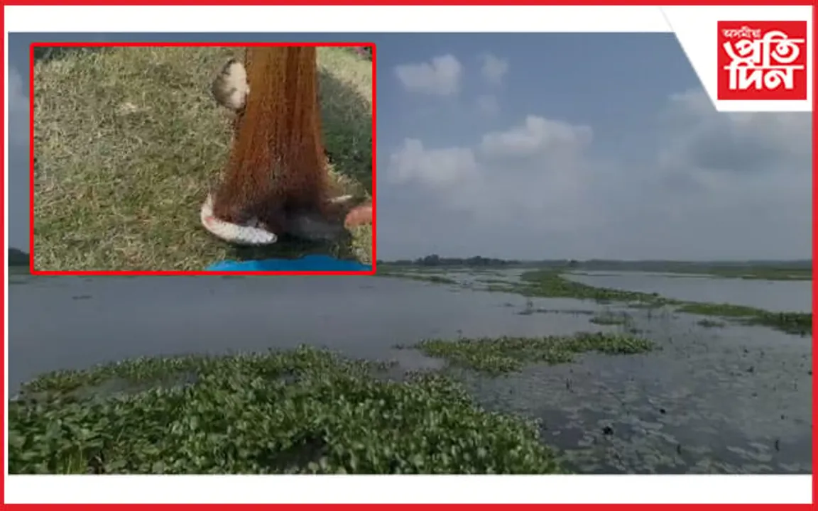 হাজোৰ গর্জন বিলত মাছৰ উজান...