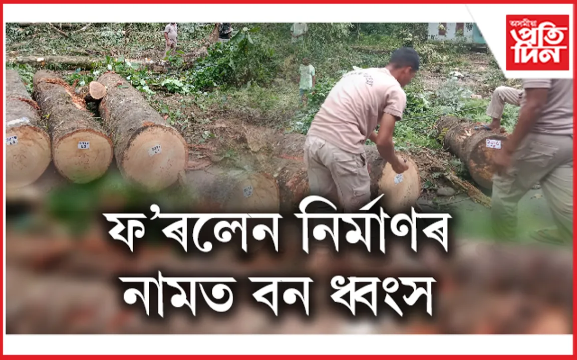 পথ নিৰ্মাণৰ নামত বৰ্ষাৰণ্য পবাত মূল্যৱান গছ কাটি বন ধ্বংসযজ্ঞ...