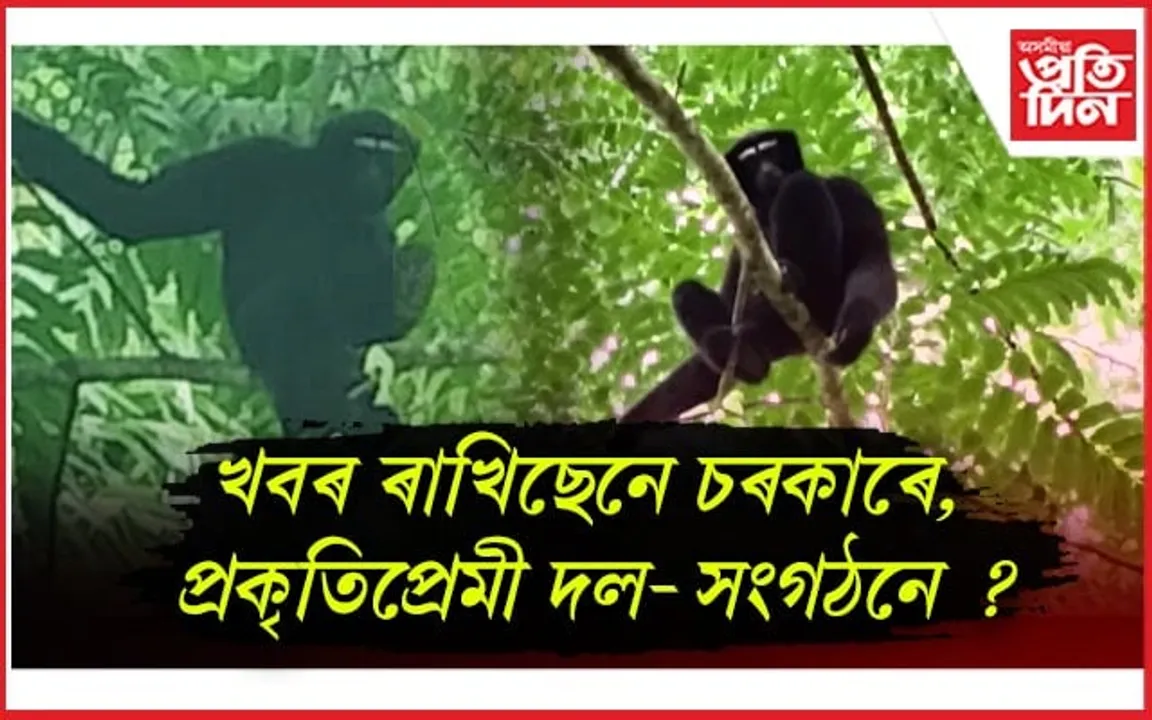 আজি হলৌ দিৱস : কাছিজানতো আছে দুষ্প্ৰাপ্য হলৌ বান্দৰ...