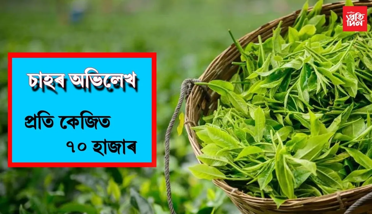 সৰ্বকালৰ অভিলেখ ভংগঃ প্ৰতি কেজিত ৭০,৫০১ টকা দৰত বিক্ৰী অসমৰ চাহ…সবিশেষ