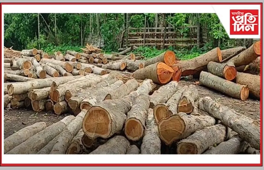 বন বিভাগৰ অভিযানত জব্দ বৃহৎ পৰিমাণৰ চেগুন কাঠৰ কুণ্ডা সহ এটা অবৈধ কাঠফলা মিল