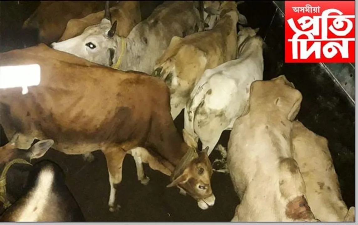 অব্যাহত চোৰাং বেহা;  গৰু ভৰ্তি ট্ৰাক জব্দ