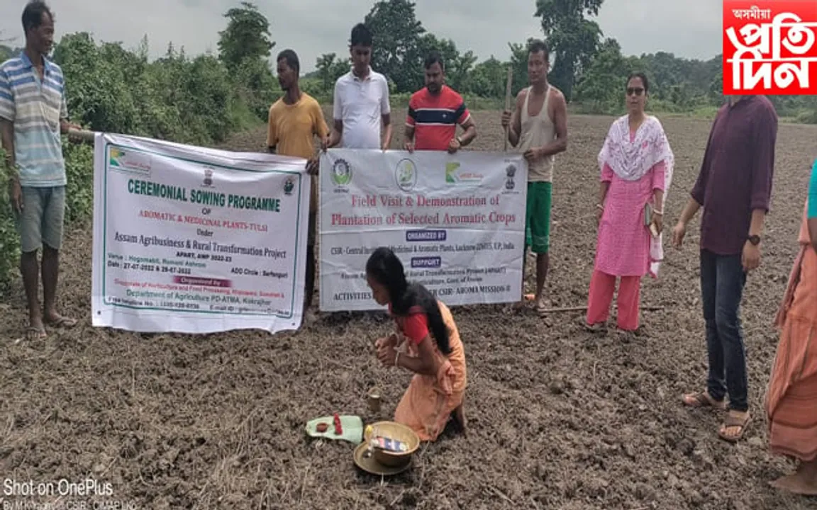 কোকৰাঝাৰত ব্যৱসায়ীক ভিত্তিত ‘তুলসী’ৰ খেতি