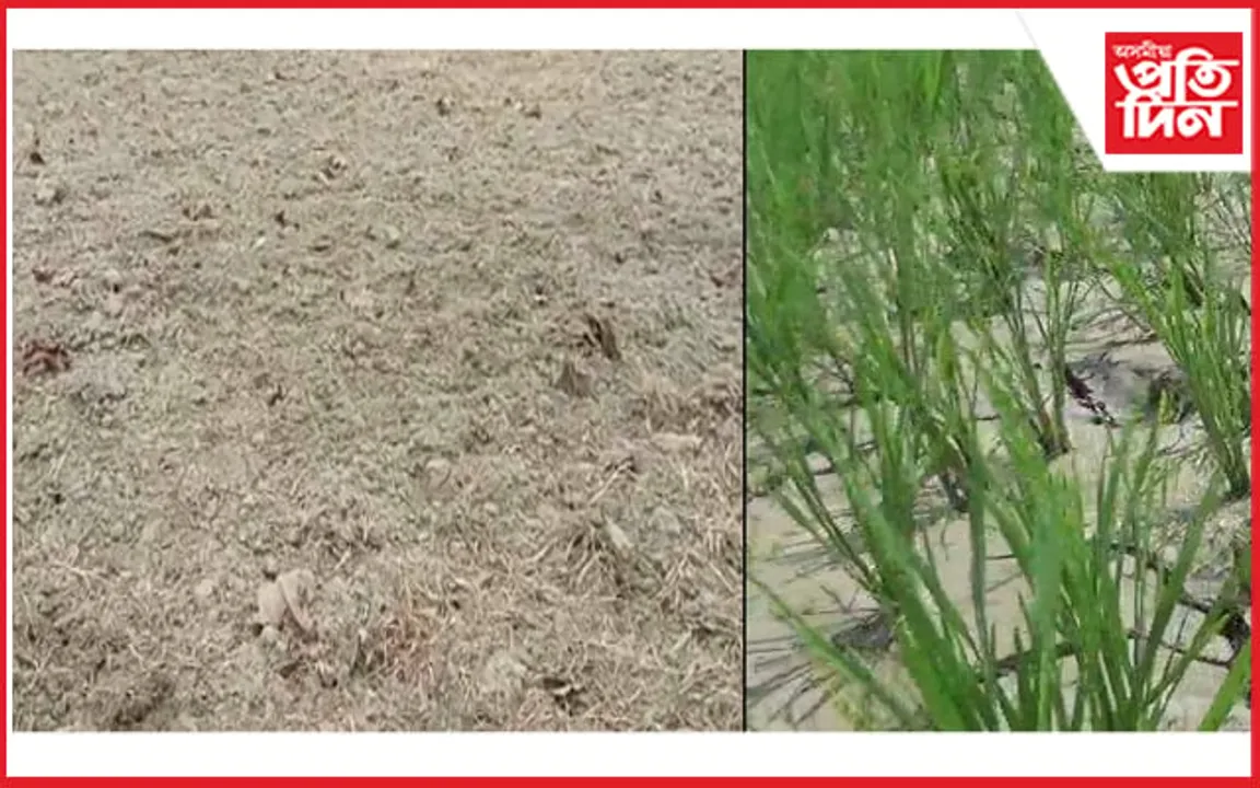 খৰাঙে দহিছে ৰাজ্য, কৃষকৰ মাজত হাহাকাৰ…