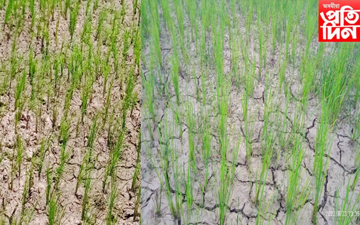 কৃষকৰ মাজত হাহাকাৰ, পানীৰ অভাৱত খেতি পথাৰত  চিৰাল ফাট…
