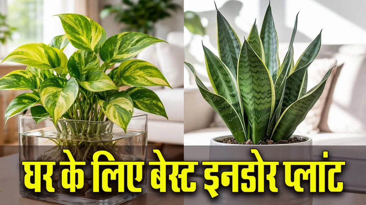 Summer Cooling Indoor Plant