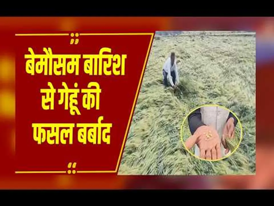 MP Weather Update: खेतों में बिछी गेहूं की फसल, किसानों को भारी नुकसान, किसानों ने की ये मांग